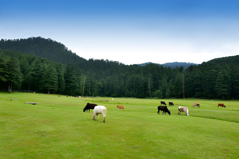 Delhi Shimla Manali Dharamshala Dalhousie Amritsar Tour Package - Himachal Pradesh tour photo