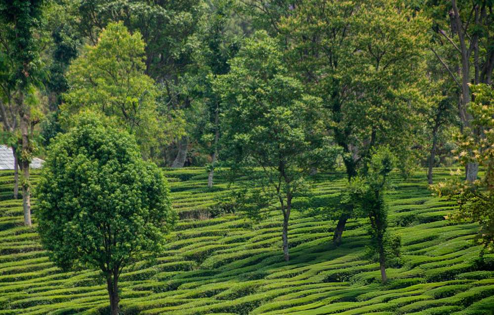 Dharamshala Dalhousie Tour Package from Hyderabad - Himachal Pradesh tour photo