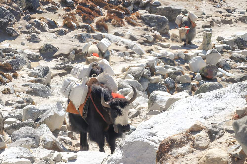 Dharamshala Tour Cost - Himachal Pradesh tour photo